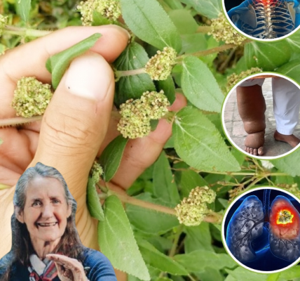 Unlock the Healing Power of Euphorbia Hirta: 6 Remarkable Benefits That Could Transform Your Health Unlock the Healing Power of Euphorbia Hirta: 6 Remarkable Benefits That Could Transform Your Health