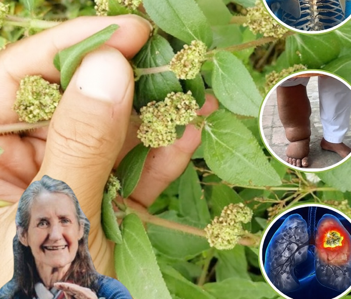 Unlock the Healing Power of Euphorbia Hirta: 6 Remarkable Benefits That Could Transform Your Health Unlock the Healing Power of Euphorbia Hirta: 6 Remarkable Benefits That Could Transform Your Health