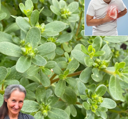 7 Reasons to Grow Purslane: The Superfood Weed You’ll Wish You Knew About Sooner 7 Reasons to Grow Purslane: The Superfood Weed You’ll Wish You Knew About Sooner