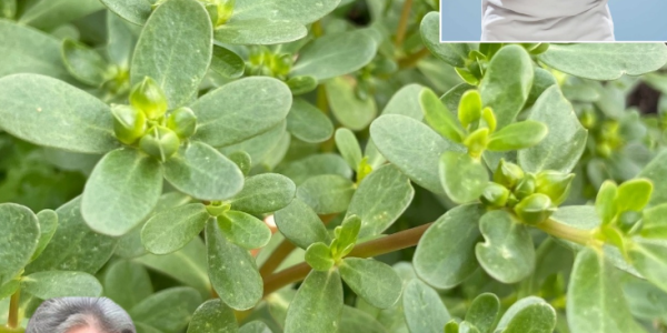 7 Reasons to Grow Purslane: The Superfood Weed You’ll Wish You Knew About Sooner