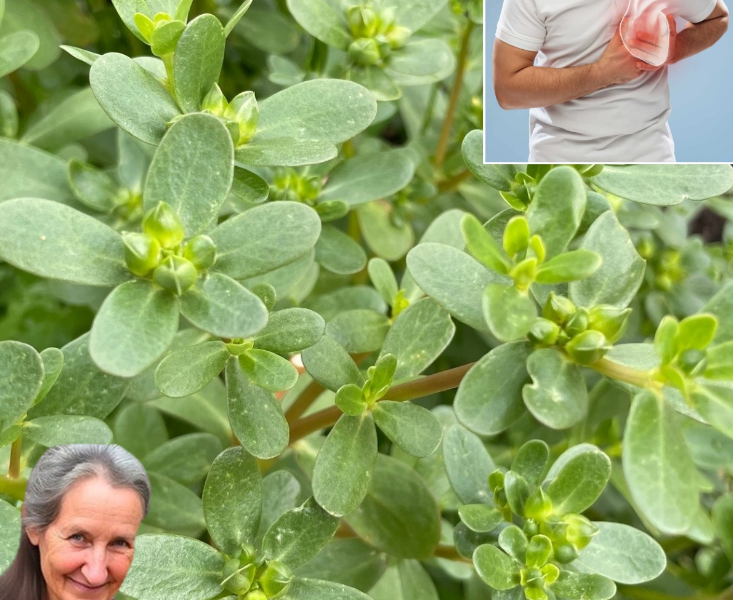7 Reasons to Grow Purslane: The Superfood Weed You’ll Wish You Knew About Sooner 7 Reasons to Grow Purslane: The Superfood Weed You’ll Wish You Knew About Sooner