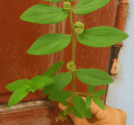 Euphorbia Hirta: The Humble Herb with Remarkable Healing Powers Euphorbia Hirta: The Humble Herb with Remarkable Healing Powers