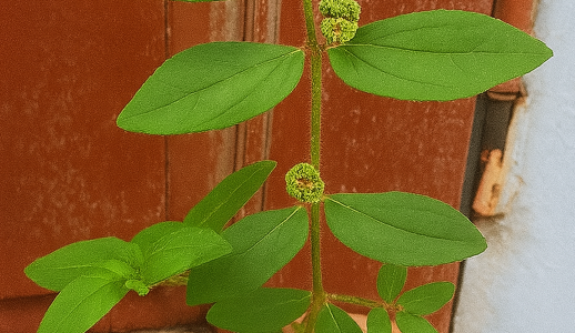 Euphorbia Hirta: The Humble Herb with Remarkable Healing Powers