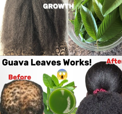 White Hair to Black Hair and Long Hair Overnight with Guava Leaves: A Natural Miracle You Can Try at Home White Hair to Black Hair and Long Hair Overnight with Guava Leaves: A Natural Miracle You Can Try at Home