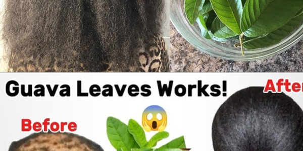 White Hair to Black Hair and Long Hair Overnight with Guava Leaves: A Natural Miracle You Can Try at Home
