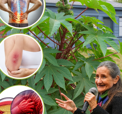 15 Remarkable Benefits of Castor Leaves for Men and Women Over 30 15 Remarkable Benefits of Castor Leaves for Men and Women Over 30