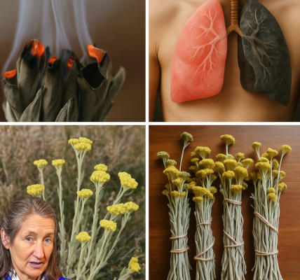 Exploring Helichrysum Arenarium: Health Benefits and Uses for Americans Exploring Helichrysum Arenarium: Health Benefits and Uses for Americans