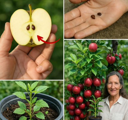 How to Grow an Apple Tree from Seed to Fruit Indoors The Complete Beginnerās Guide How to Grow an Apple Tree from Seed to Fruit Indoors The Complete Beginnerās Guide