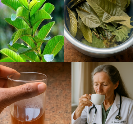 The Hidden Power of Guava Leaves for Blood Sugar Control: What Every Diabetic Should Know The Hidden Power of Guava Leaves for Blood Sugar Control: What Every Diabetic Should Know