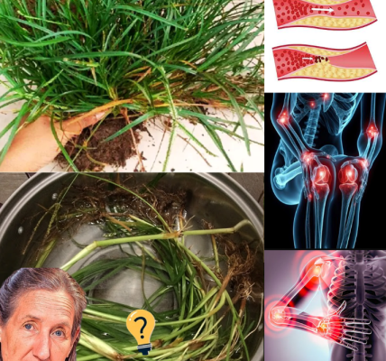 30 Incredible Benefits of Goosegrass (Eleusine indica): The Medicinal Weed You Shouldn’t Ignore