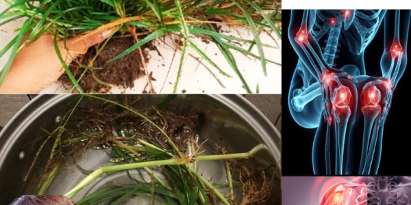 30 Incredible Benefits of Goosegrass (Eleusine indica): The Medicinal Weed You Shouldn’t Ignore