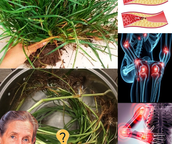 30 Incredible Benefits of Goosegrass (Eleusine indica): The Medicinal Weed You Shouldn’t Ignore