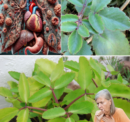 Kalanchoe Pinnata: The Miracle Leaf with Hidden Healing Powers You Need to Know