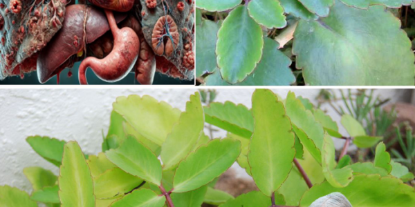 Kalanchoe Pinnata: The Miracle Leaf with Hidden Healing Powers You Need to Know