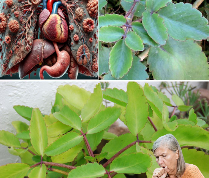 Kalanchoe Pinnata: The Miracle Leaf with Hidden Healing Powers You Need to Know Kalanchoe Pinnata: The Miracle Leaf with Hidden Healing Powers You Need to Know