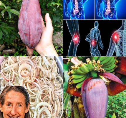 13 Amazing Health Benefits of Banana Blossoms for Middle-Aged and Elderly People 13 Amazing Health Benefits of Banana Blossoms for Middle-Aged and Elderly People