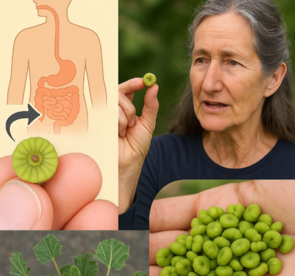 Unlocking Nature’s Secret: 10 Incredible Health Benefits of Common Mallow Leaves You Didn’t Know About Unlocking Nature’s Secret: 10 Incredible Health Benefits of Common Mallow Leaves You Didn’t Know About