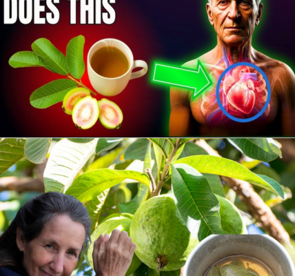 Guava Leaves: The Natural Wellness Secret You Didn’t Know You Needed Guava Leaves: The Natural Wellness Secret You Didn’t Know You Needed