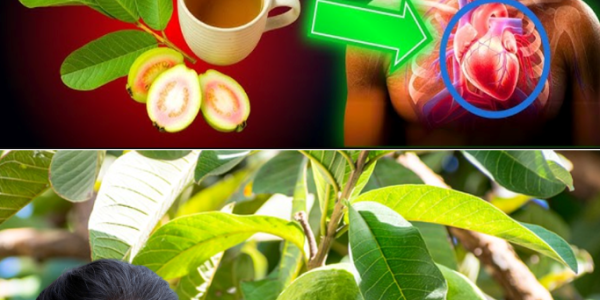 Guava Leaves: The Natural Wellness Secret You Didn’t Know You Needed