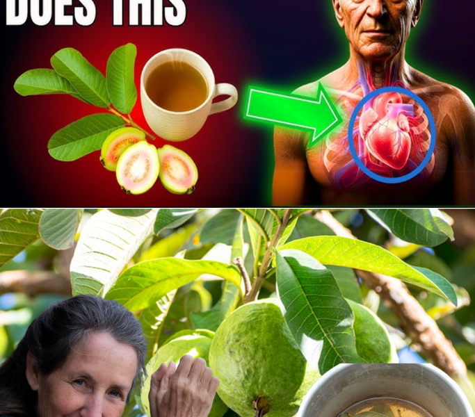 Guava Leaves: The Natural Wellness Secret You Didn’t Know You Needed Guava Leaves: The Natural Wellness Secret You Didn’t Know You Needed