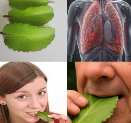 Discover the Health Benefits of Kalanchoe Pinnata: A Nutrient-Packed Leaf for Wellness Discover the Health Benefits of Kalanchoe Pinnata: A Nutrient-Packed Leaf for Wellness
