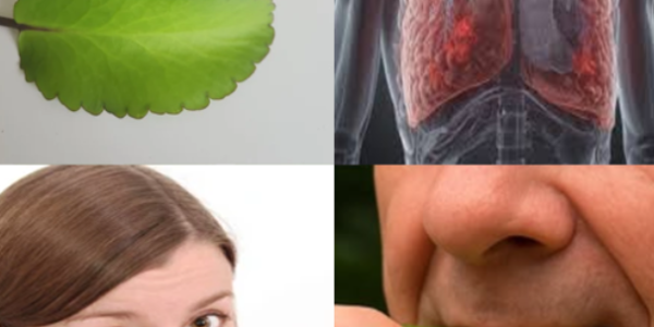 Discover the Health Benefits of Kalanchoe Pinnata: A Nutrient-Packed Leaf for Wellness