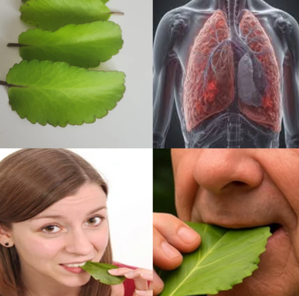 Discover the Health Benefits of Kalanchoe Pinnata: A Nutrient-Packed Leaf for Wellness Discover the Health Benefits of Kalanchoe Pinnata: A Nutrient-Packed Leaf for Wellness