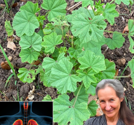 The Remarkable Benefits and Uses of Common Mallow: A Natural Remedy for Health and Wellness The Remarkable Benefits and Uses of Common Mallow: A Natural Remedy for Health and Wellness