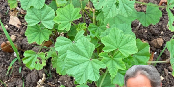 The Remarkable Benefits and Uses of Common Mallow: A Natural Remedy for Health and Wellness