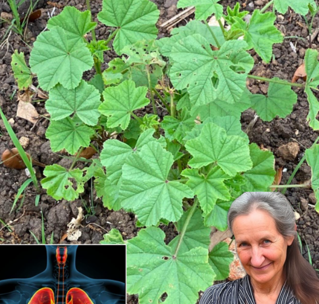 The Remarkable Benefits and Uses of Common Mallow: A Natural Remedy for Health and Wellness The Remarkable Benefits and Uses of Common Mallow: A Natural Remedy for Health and Wellness