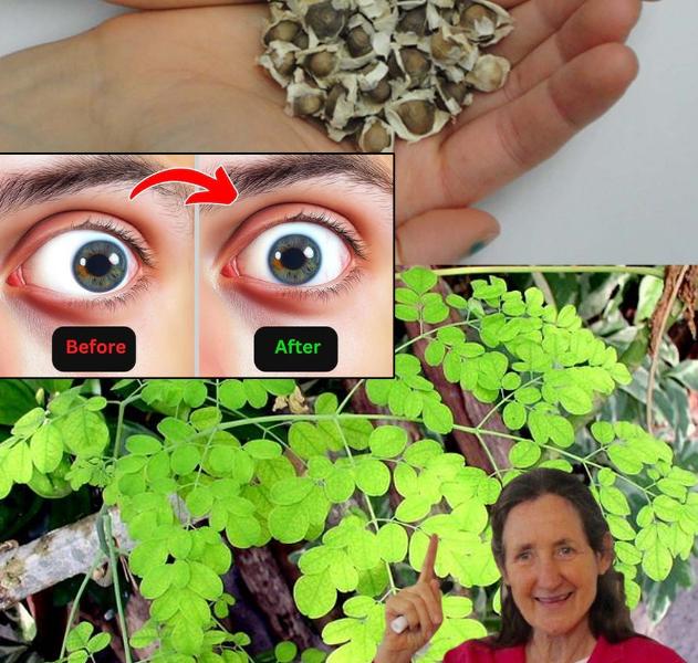 15 Powerful Benefits of Moringa Seeds That’ll Make You Skip the Pharmacy 15 Powerful Benefits of Moringa Seeds That’ll Make You Skip the Pharmacy