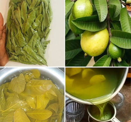 Guava Leaf Tea: The Hidden Wellness Ritual That Could Transform Your Digestive Health, Blood Sugar, and Weight Guava Leaf Tea: The Hidden Wellness Ritual That Could Transform Your Digestive Health, Blood Sugar, and Weight