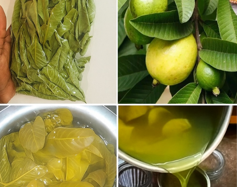 Guava Leaf Tea: The Hidden Wellness Ritual That Could Transform Your Digestive Health, Blood Sugar, and Weight Guava Leaf Tea: The Hidden Wellness Ritual That Could Transform Your Digestive Health, Blood Sugar, and Weight