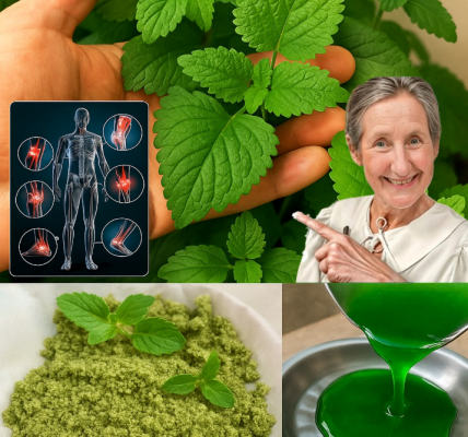 Uses and Benefits of Mint Leaves for Seniors Uses and Benefits of Mint Leaves for Seniors