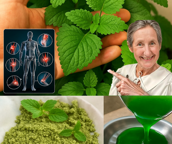 Uses and Benefits of Mint Leaves for Seniors Uses and Benefits of Mint Leaves for Seniors
