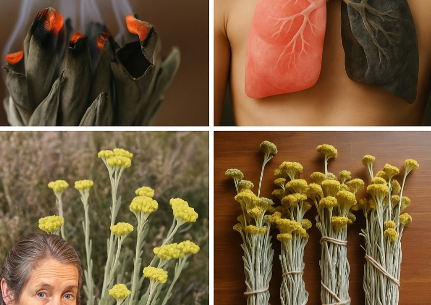 Exploring Helichrysum Arenarium: Health Benefits and Uses for Americans Exploring Helichrysum Arenarium: Health Benefits and Uses for Americans