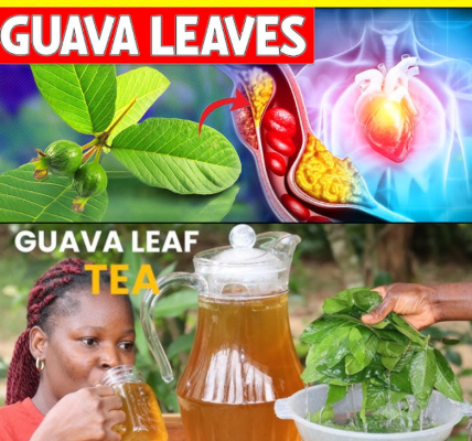 Guava Leaves: Surprising Health Benefits and Safe Uses for Seniors Guava Leaves: Surprising Health Benefits and Safe Uses for Seniors