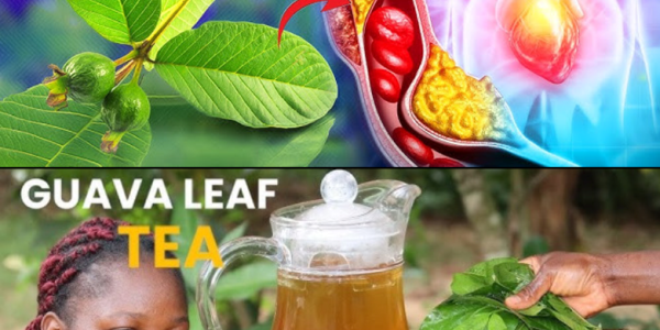 Guava Leaves: Surprising Health Benefits and Safe Uses for Seniors