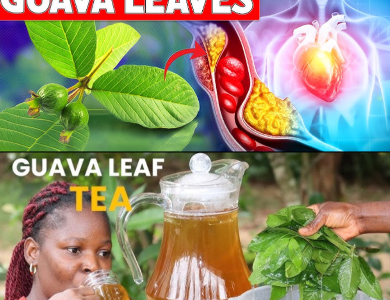 Guava Leaves: Surprising Health Benefits and Safe Uses for Seniors Guava Leaves: Surprising Health Benefits and Safe Uses for Seniors