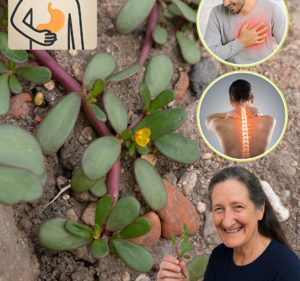 Purslane: The Nutrient-Packed Weed Seniors Should Add to Their Diet Purslane: The Nutrient-Packed Weed Seniors Should Add to Their Diet