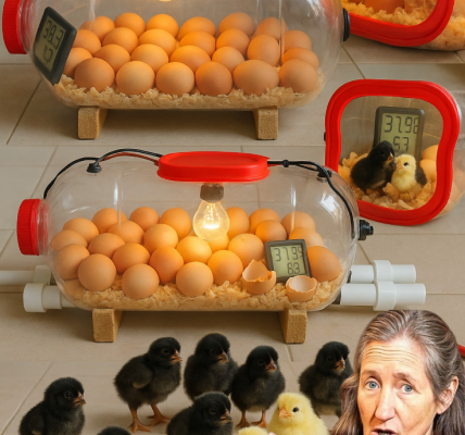 How to Build a Homemade Egg Incubator Using a Water Bottle 🐣🐤🐥 How to Build a Homemade Egg Incubator Using a Water Bottle 🐣🐤🐥