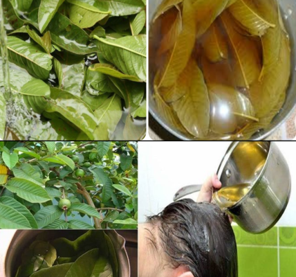 Guava Leaf Water Recipe for Hair Growth Guava Leaf Water Recipe for Hair Growth