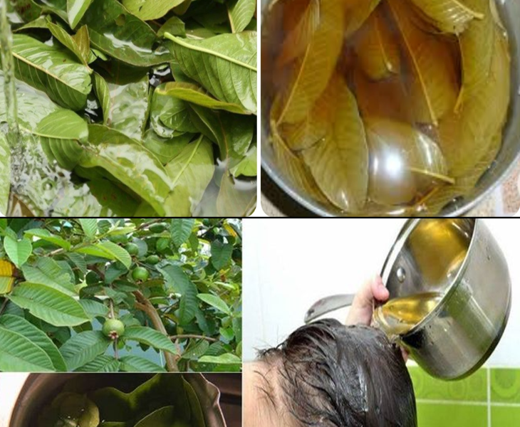 Guava Leaf Water Recipe for Hair Growth