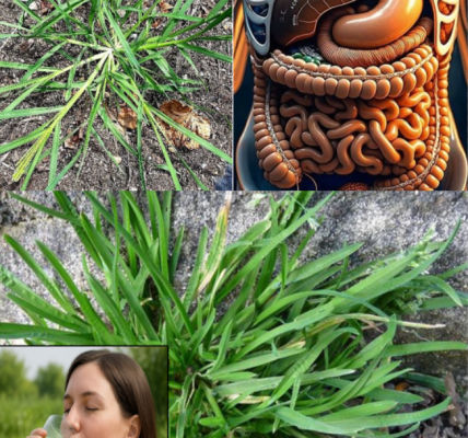 Goosegrass: Health Benefits and Uses Goosegrass: Health Benefits and Uses