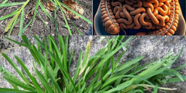 Goosegrass: Health Benefits and Uses
