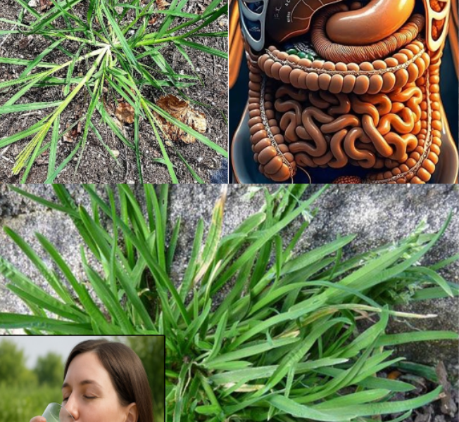 Goosegrass: Health Benefits and Uses Goosegrass: Health Benefits and Uses