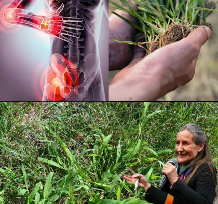 10+ Surprising Health Benefits of Crabgrass and How to Use It Effectively 10+ Surprising Health Benefits of Crabgrass and How to Use It Effectively