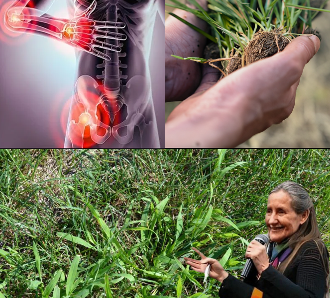 10+ Surprising Health Benefits of Crabgrass and How to Use It Effectively 10+ Surprising Health Benefits of Crabgrass and How to Use It Effectively