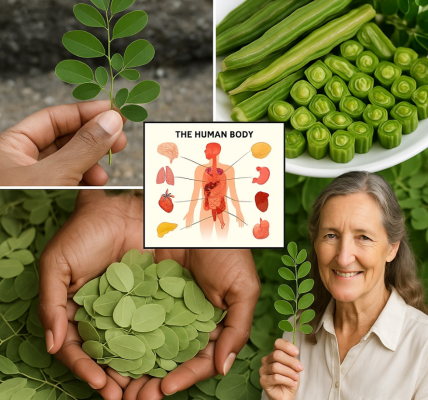 13 Amazing Benefits of Moringa Leaves for Your Health and Wellness 13 Amazing Benefits of Moringa Leaves for Your Health and Wellness