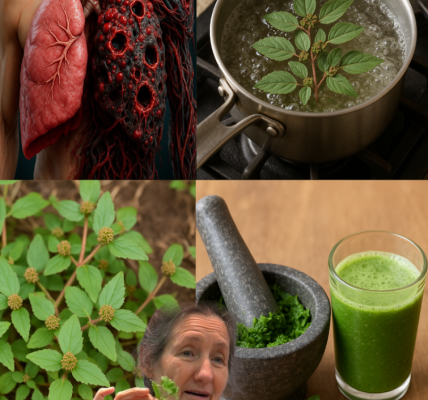 Euphorbia Hirta: 30 Health Benefits and How to Use It Safely Euphorbia Hirta: 30 Health Benefits and How to Use It Safely